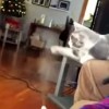 【動画】ネコVS加湿器の名勝負集(*^^)v