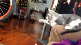 【動画】ネコVS加湿器の名勝負集(*^^)v