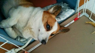 さくらちゃん　１２歳です(*^^)v