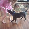 スカートをめくろうとするHな犬を撃退…