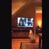 リビングのテレビでバドワイザーのCMが…