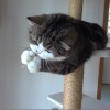 ネコと前足・・・・・なるほど(*^^)v