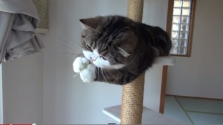 ネコと前足・・・・・なるほど(*^^)v