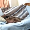 犬が猫のブランケットを取り、自分にか…