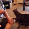 ペットの気を引くために猫語翻訳アプリ…