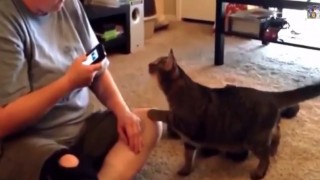 ペットの気を引くために猫語翻訳アプリ…