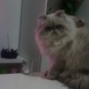 「ダメ！」と言ってもこちらを見て・・…
