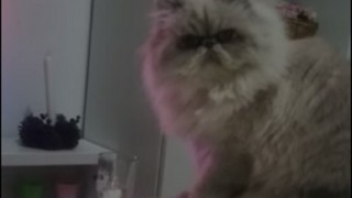 「ダメ！」と言ってもこちらを見て・・…