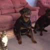 犬の真似をするのは珍しいですね