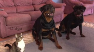 犬の真似をするのは珍しいですね