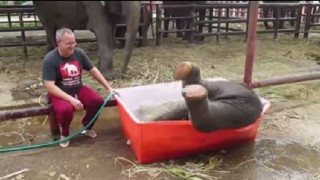 【動画】面白い！！　でもこれ絶対に人…