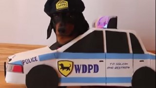 【動画】強盗を追いかける所が癒される…