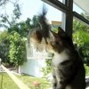 【動画】　猫 VS リス　さてどうなる(*^^)v