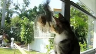 【動画】　猫 VS リス　さてどうなる(*^^)v