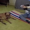 【動画】わんこがヨガのポーズを真似を…