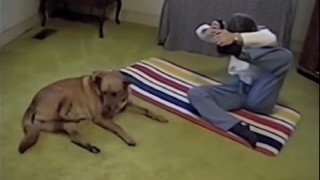 【動画】わんこがヨガのポーズを真似を…