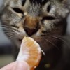 【動画】みかんのにおいが嫌いな猫もい…