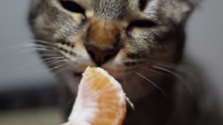 【動画】みかんのにおいが嫌いな猫もい…