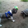 【動画】犬　VS カメ　が　カメ　VS カ…
