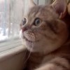 【猫の動画】外に何かいるのかしゃべっ…