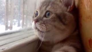 【猫の動画】外に何かいるのかしゃべっ…
