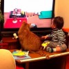 【YouTube再生回数100万回以上の人気猫…