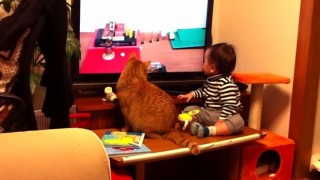【YouTube再生回数100万回以上の人気猫…