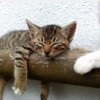 【YouTube再生回数100万回以上の人気猫…