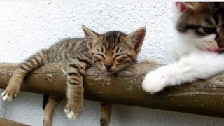 【YouTube再生回数100万回以上の人気猫…