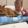 【YouTube再生回数100万回以上の人気猫…