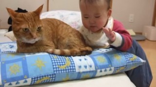【YouTube再生回数100万回以上の人気猫…