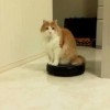 【YouTube再生回数100万回以上の人気猫…