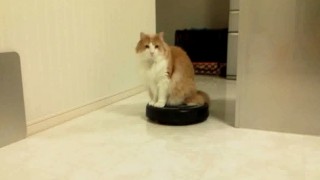 【YouTube再生回数100万回以上の人気猫…