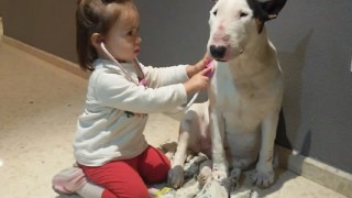 【動画】ワンコの顔つきがまたいいです…