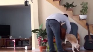 【動画】飼い主といえど猫には優しくし…