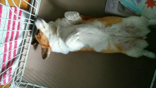 この前足が可愛いのです・・・(*^^)v