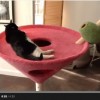 【動画】キャットタワーよりこっちの方…
