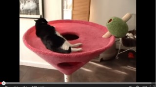 【動画】キャットタワーよりこっちの方…