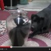 【動画】ワンコVSニャンコ　負けそうな…