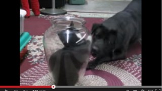 【動画】ワンコVSニャンコ　負けそうな…