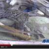 【動画】　漁をするというという事で名…